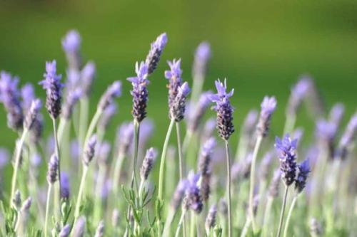 GEX_1422-1024x681-640x480