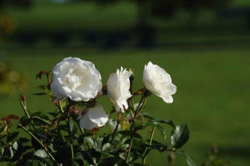 GEX_1431-1024x681-640x480